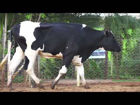 LOTE 67 EF 1182 FERRARI NP1182