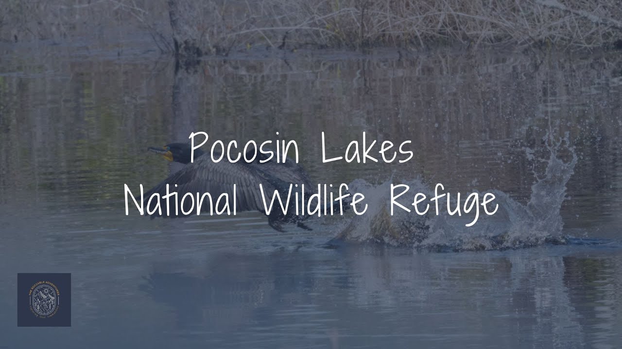 Pocosin Lakes National Wildlife Refuge