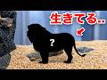 売れ残っていたライオンを飼育してみると...