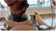 オカメインコをスルーする犬  