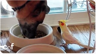 Bird Sings to Dog During Lunch Time Meal