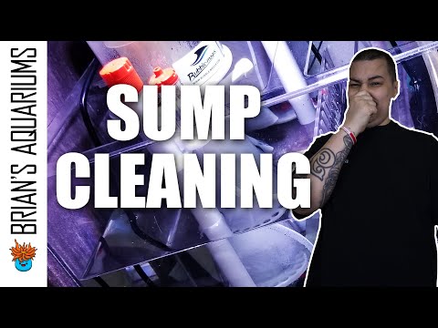 How To Clean Your Sump - Saltwater Aquarium Tips for Beginners