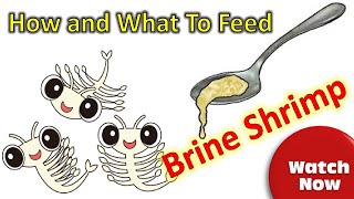 What food to feed brine shrimp