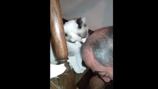 Cat Licking His Owner's Bald Head