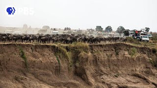 Tourism is Killing Wildebeest