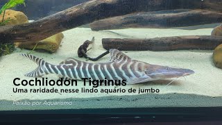 Cochliodon Tigrinus,  Uma Raridade nesse Lindo Aquário de Jumbo.