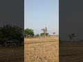 Real Nature Ambience | Rural Thailand | Natural Sounds | Real time