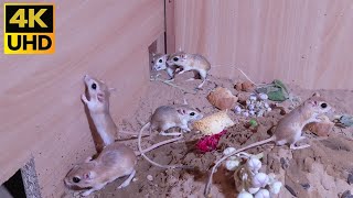 Cat TV 🐭 Mice in The Jerry Mouse Hole 🐀 Mice Videos for Cats to Binge Watch (10 hours 4k )