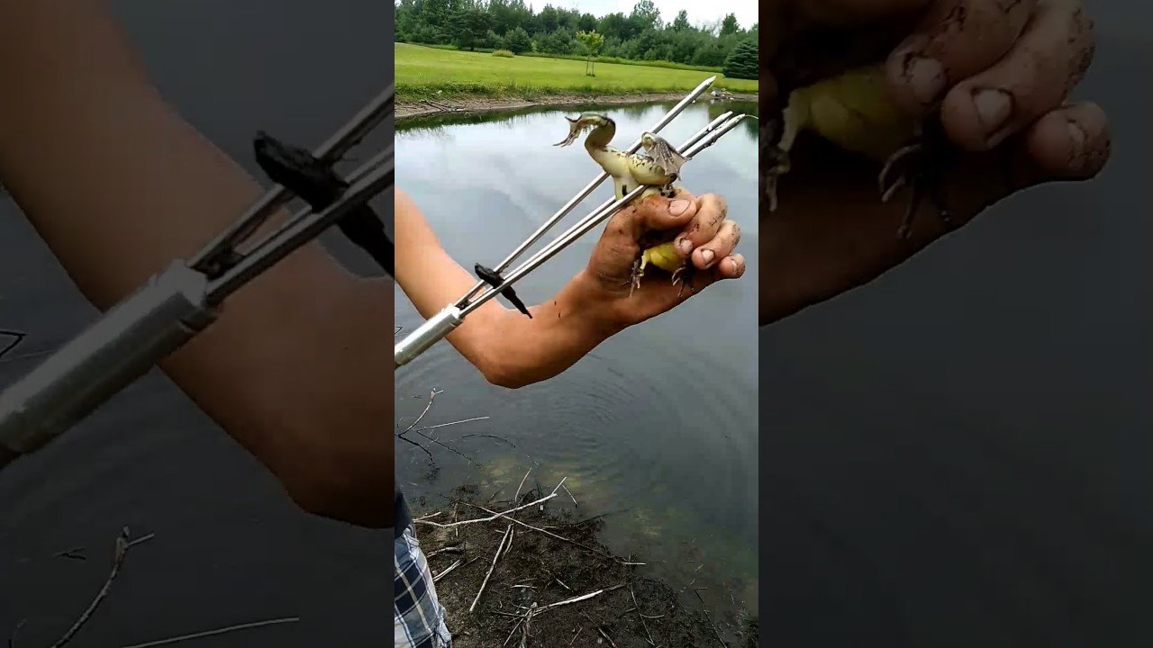 Spear fishing frogs in local pond YouTube