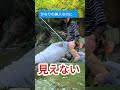 【渓流釣り】超美人降臨! #釣り
