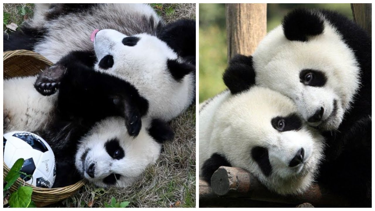 Cute Panda team | Cute panda doing funny things | Cute panda crowds ...