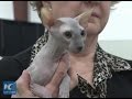 Cat show in Vancouver- rare Peterbald, Sphinx, Cornish Rex, Maine Coon & Singapura