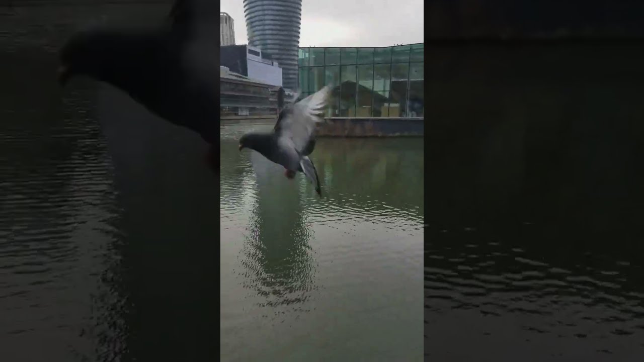 Beautiful Pigeons Welcoming Flight Birdlovers Animallovers Pigeonlovers