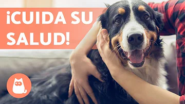 ¿Cuál es el perro más fácil de mantener?