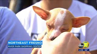 SPCA hosts its annual Home for the Holiday animal adoptions
