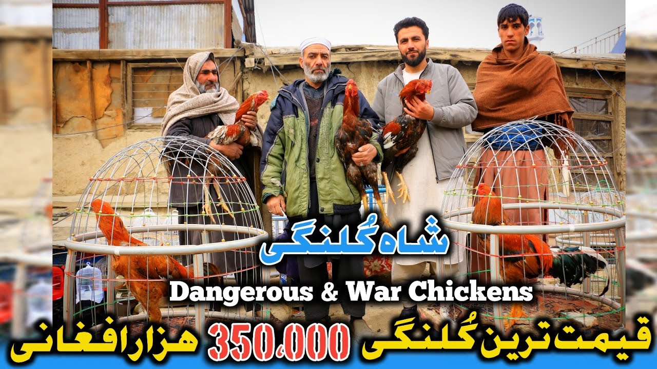 شاه کُلنگی،‌ قیمتی 400،000 هزارافغانی | خطرناکترین مرغ افغانستان |Afghani Dangerous &War Chicken