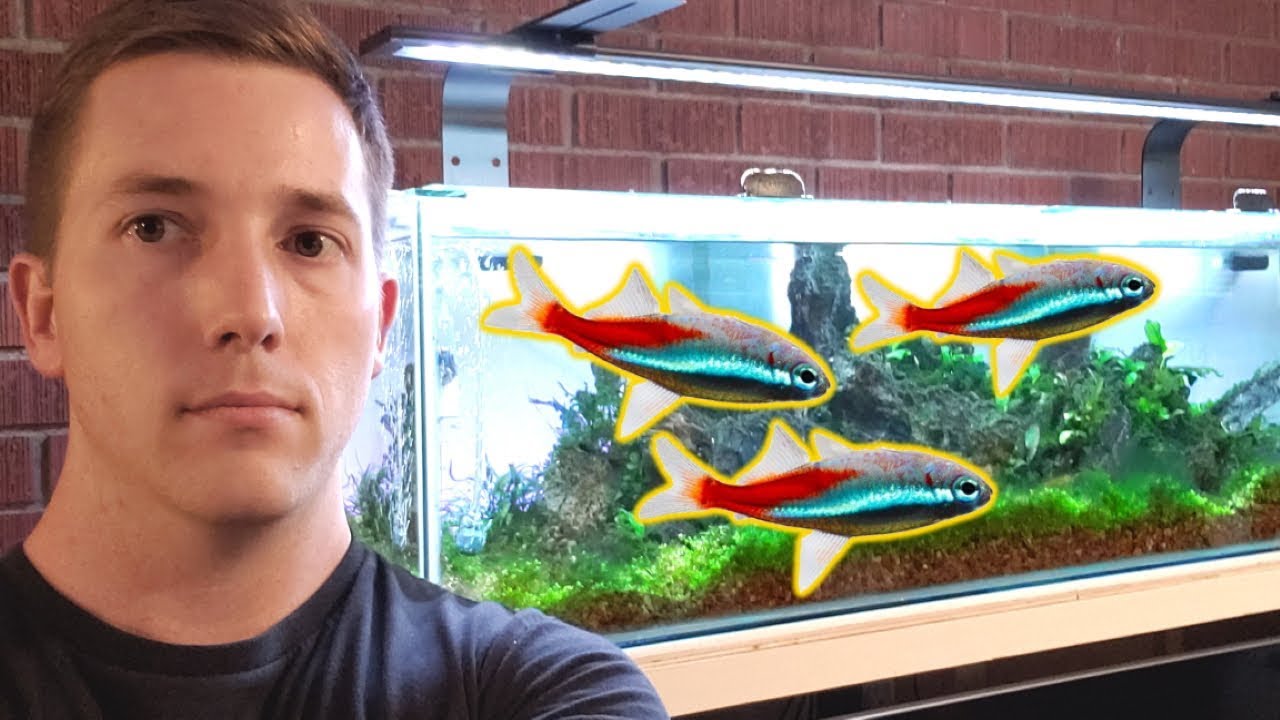 this-simple-mistake-killed-all-of-his-fish-youtube