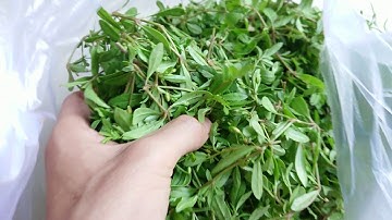 Rau đắng đất vườn nhà ăn kèm cháo cá lóc