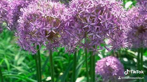 ٣/أن الأبرار /مقطع قران قصير تلاوة خاشعة عراقية بصوت عامر الكاظمي