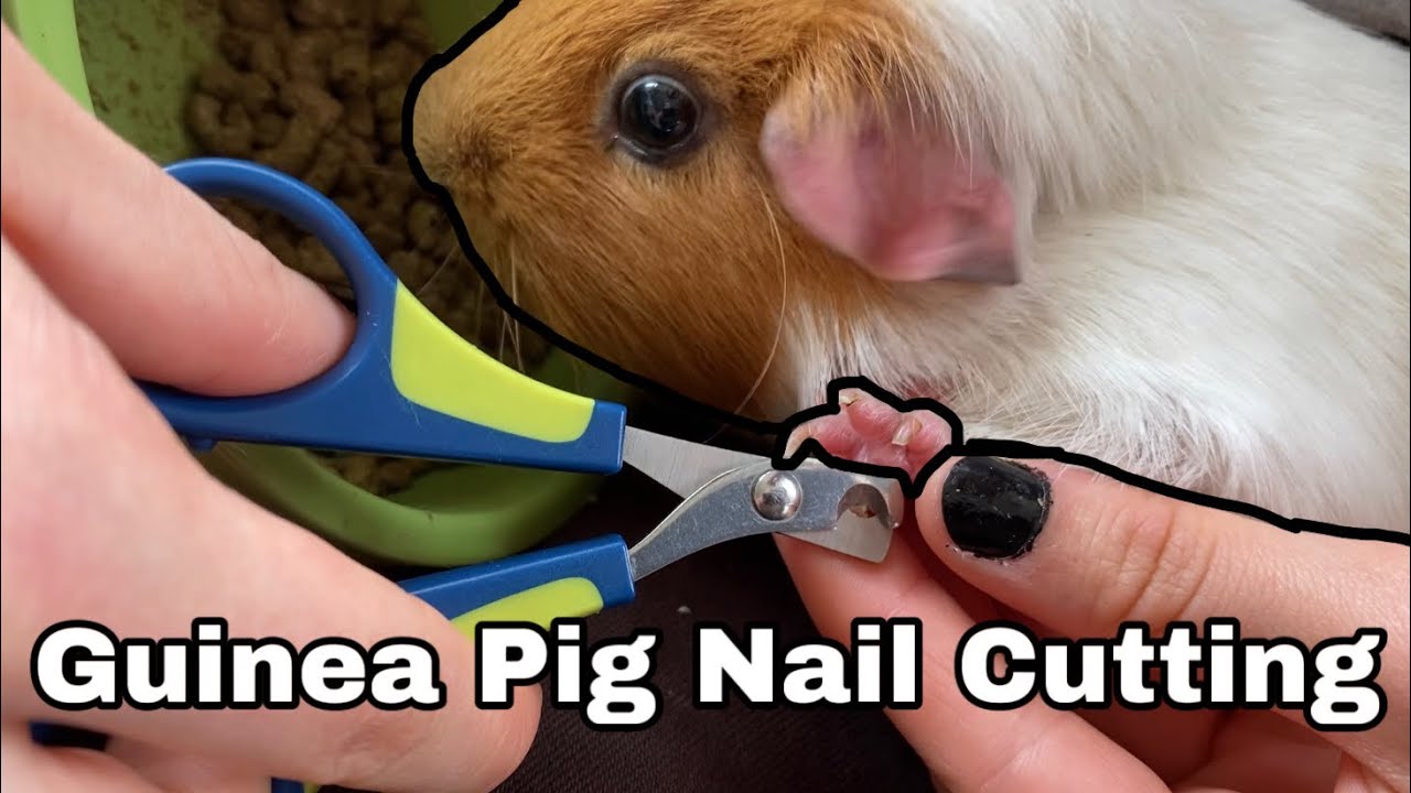 How To Cut A Guinea Pig’s Nails. A Tutorial. - YouTube