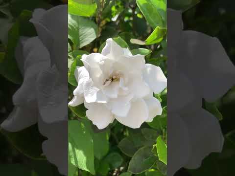 Xem Trên TikTok Https Vt Tiktok Com ZSBwfPx1q