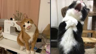 : Try Not To Laugh  New Funny Cats Video  - MeowFunny Par 37