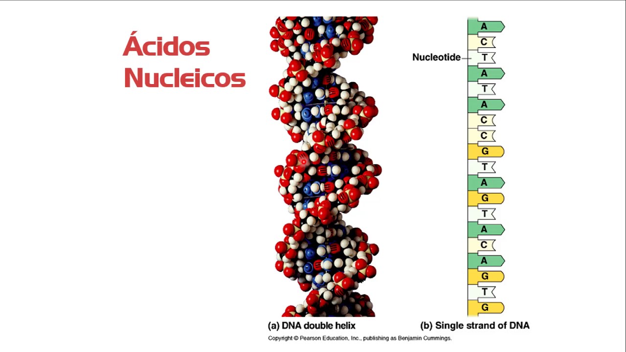 Base Molecular de los Seres Vivos 03 - YouTube