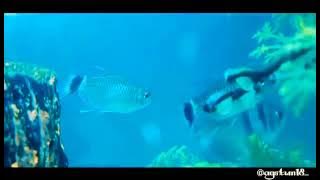 Cocok buat story whatsapp... Cinematik Miniquarium 30 detik #cinematic  #miniaquarium #shorts
