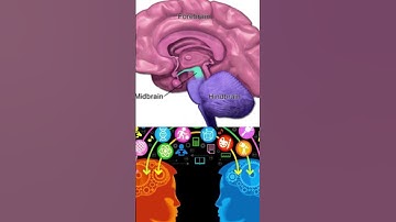 Techniques For Midbrain Activation : Visualization