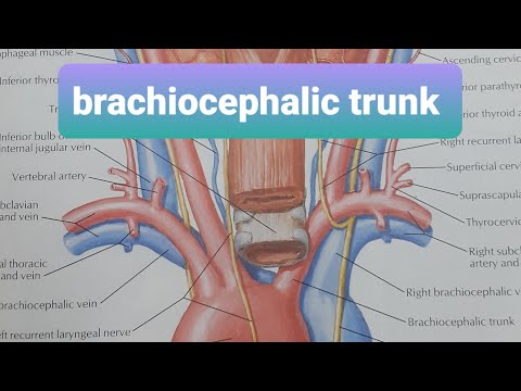 Video: De stam van de brachiocephalic: het concept en de definitie