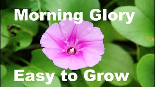 Growing Gorgeous Beach Morning Glory in Your Garden