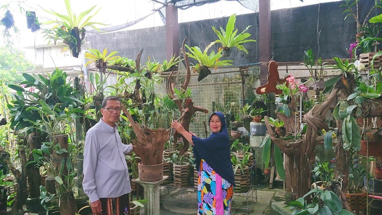 Kayu fosil buat anggrek estetik, media tanam murah untuk anggrek, halaman full anggrek koleksi