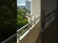 Good morning 🦜