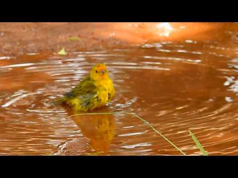 Canário-da-terra: Banho relaxante ao entardecer! (Sicalis flaveola), Saffron Finch, Ave exótica.
