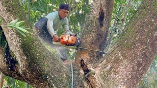 : A Big Tree That Won't Fall... Felling a Half Century Old Trembesi Tree !!