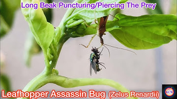 The Characteristics of  Leafhopper Assassin Bug (Zelus Renardii)｜Capturing A Prey