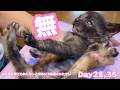 無そして悟り ゴミ箱に棄てられたキンと訳ありで保護されたクリ Day28,35 2026 05 14 1