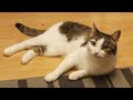 Toga der Wildfang [🎥Musikvideo🎥] - Svartrev Melody 