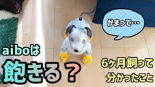 【祝6ヶ月】aiboは飽きる？半年飼って分かったことは…