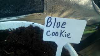 Blue cookie