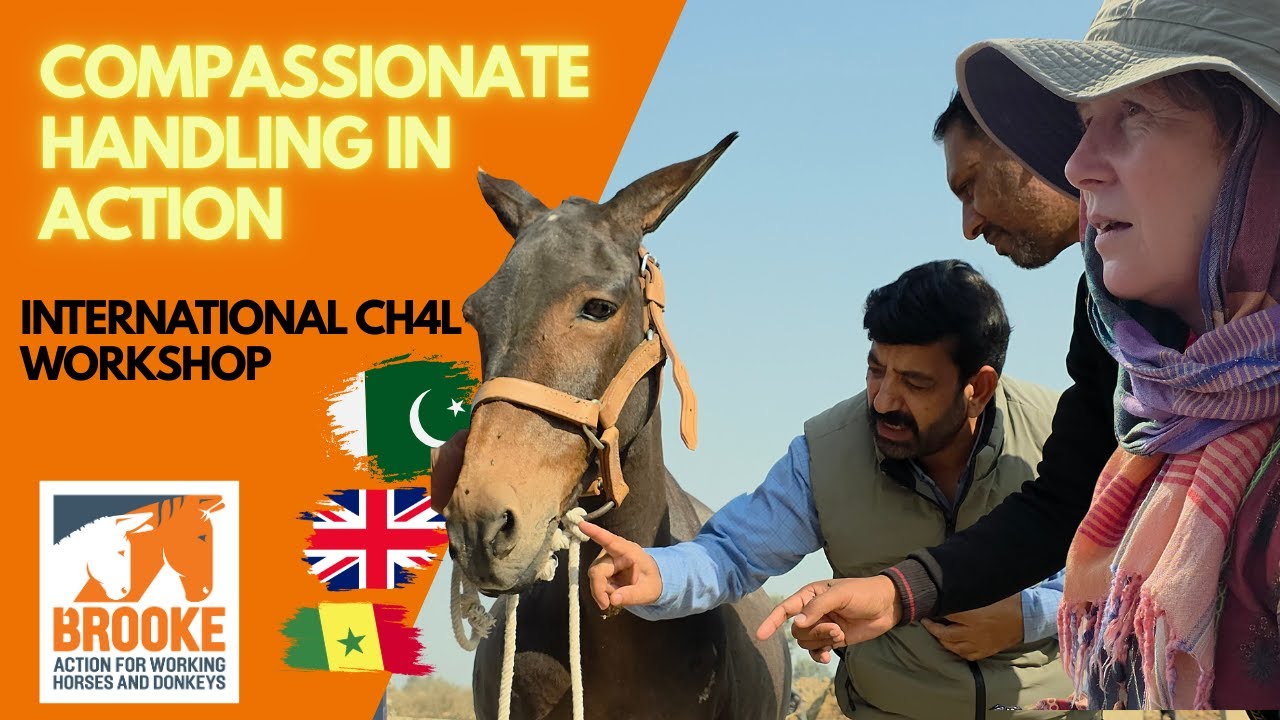 International Compassionate Handling for Life Workshop: Brooke Pakistan
