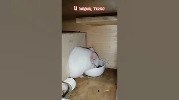 Звуки шиншиллы.Как общается шиншилла.