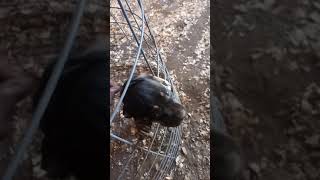 Another Raffle Say Wwhaaattttttttttt