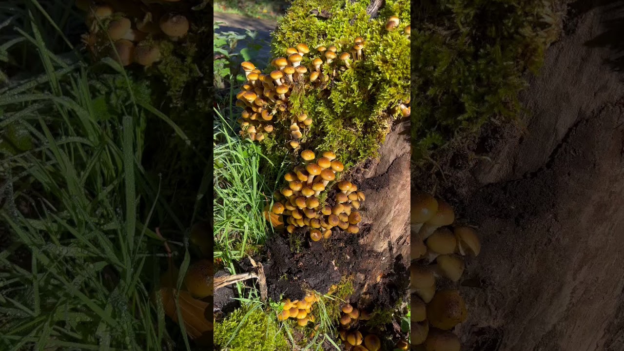 Wild Mushrooms in Asturias