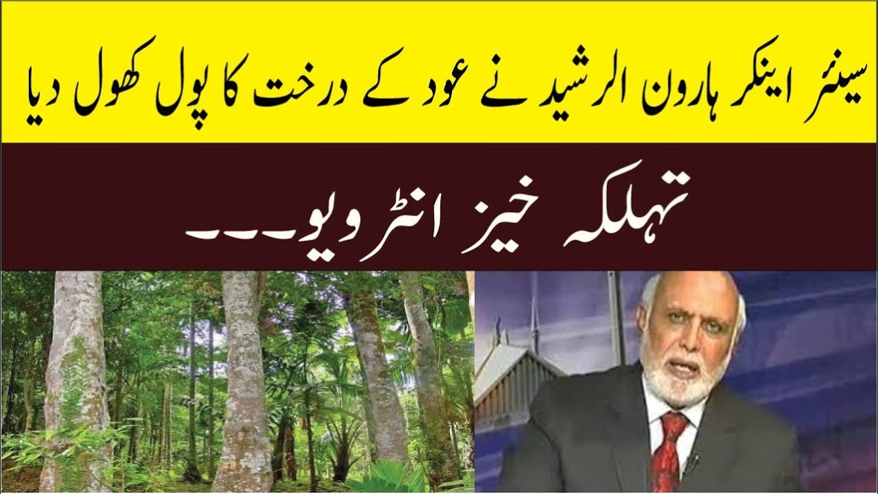 Oud Tree In Pakistan atelieryuwa.ciao.jp