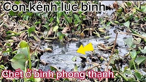 Trở lại bình phong thạnh con kênh lục bình chết cá rô cá tra mập ú Quá đã@Hungvlog430#