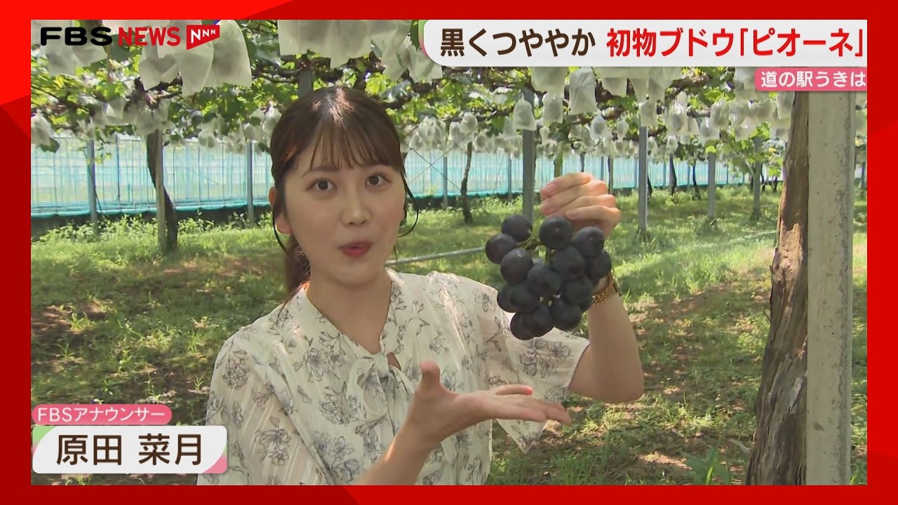 ぶどう★下記のリスト Enjoy the large, dark Pione grapes! 40 varieties of grapes will be