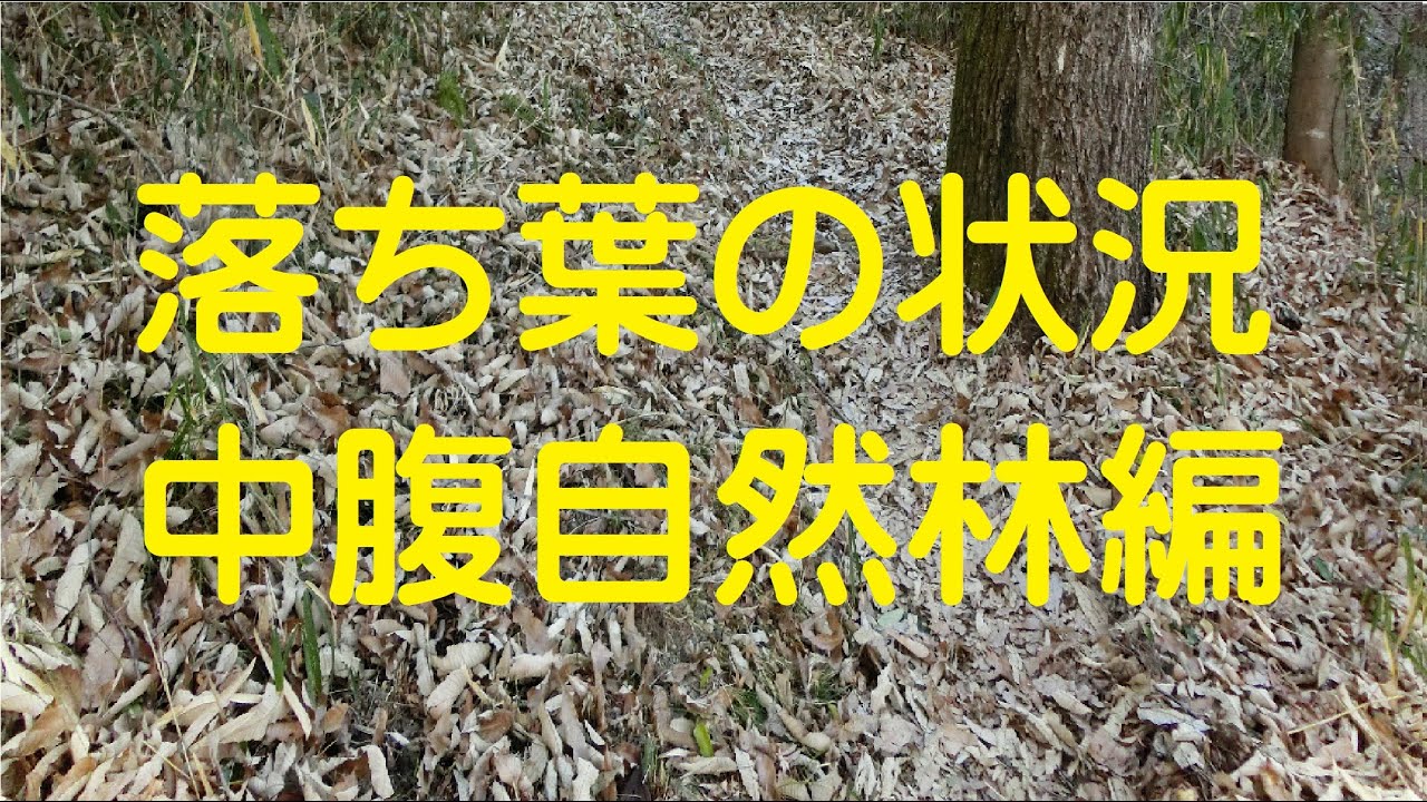 落ち葉状況(中腹自然林コース往) - YouTube