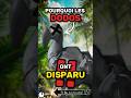 Pourquoi les DODOS ont DISPARU ? 🦤❌