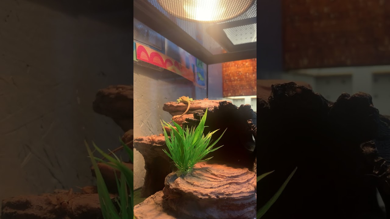 What da lizard doing?